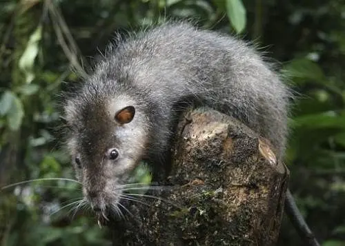 The biggest rat in the world: photos of giant and rare individuals