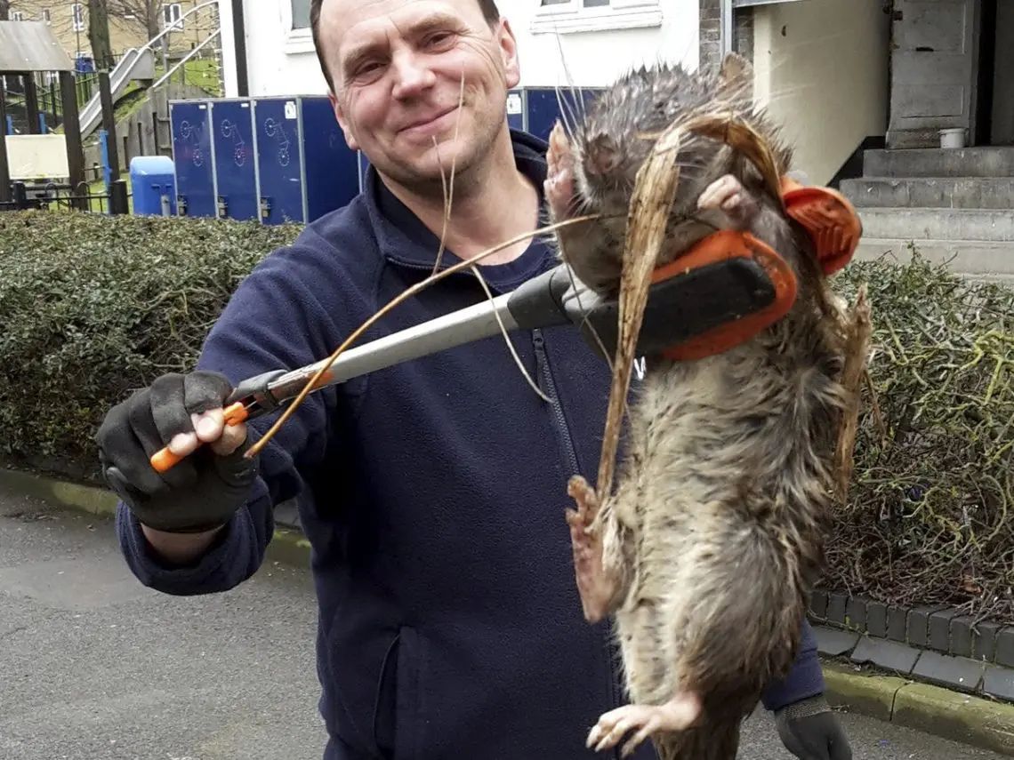 The biggest rat in the world: photos of giant and rare individuals