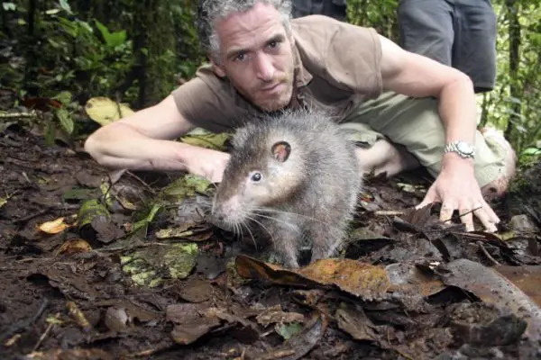 The biggest rat in the world: photos of giant and rare individuals