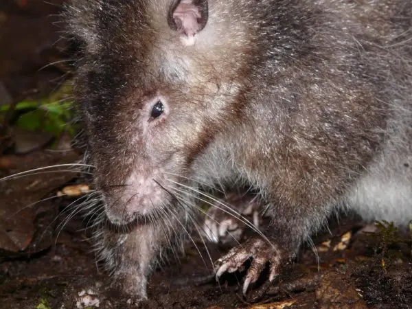 The biggest rat in the world: photos of giant and rare individuals