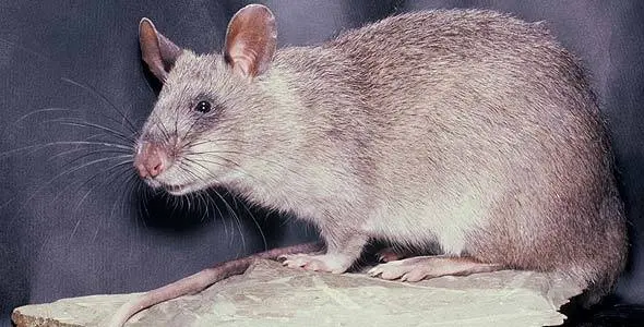 The biggest rat in the world: photos of giant and rare individuals