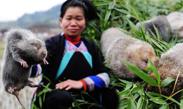 The biggest rat in the world: photos of giant and rare individuals