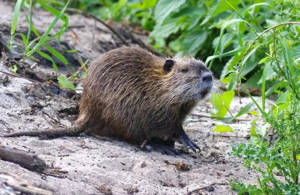 The biggest rat in the world: photos of giant and rare individuals