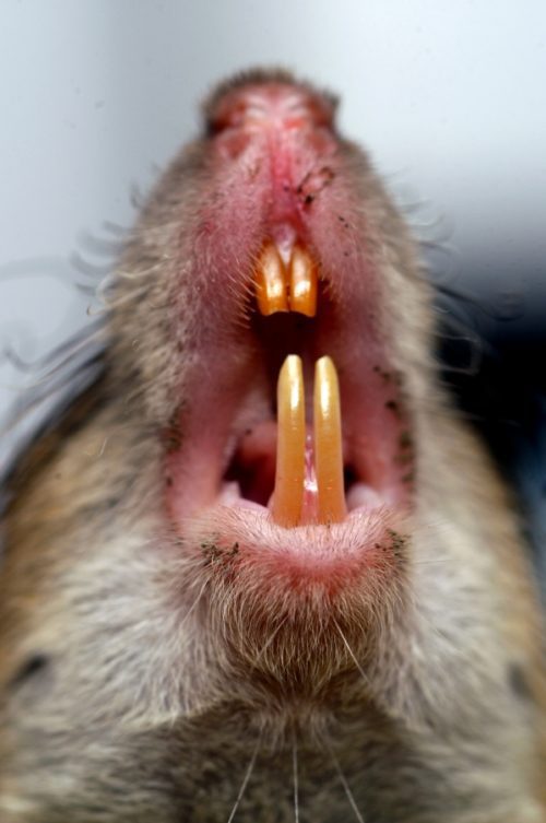 The body of a rat: structural features of the head, muzzle, paws and teeth (photo)