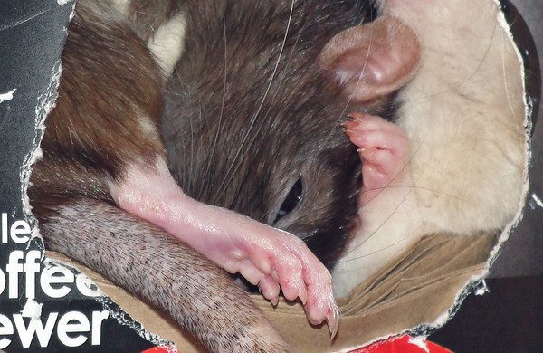 The body of a rat: structural features of the head, muzzle, paws and teeth (photo)