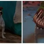 The breed of the dog from the movie “The Mask”: what is its appearance, character and care