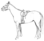 The Bucking Horse (chapter from Monty Roberts&#8217; Hand to Hand: Lessons I&#8217;ve Learned from My Life of Training Champion Horses)