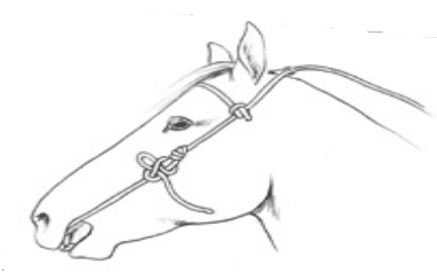 The Bucking Horse (chapter from Monty Roberts&#8217; Hand to Hand: Lessons I&#8217;ve Learned from My Life of Training Champion Horses)