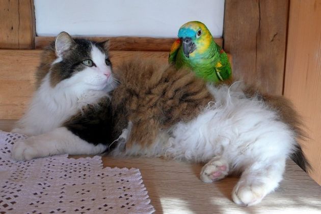 The cat attacked the parrot! What to do?