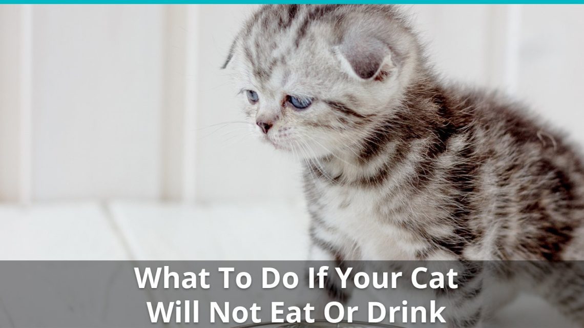 The cat does not eat anything: how to help her