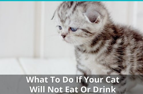 The cat does not eat anything: how to help her