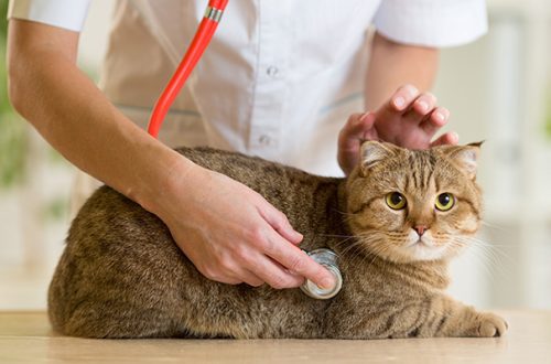 The cat has cancer: everything you need to know about this disease in pets