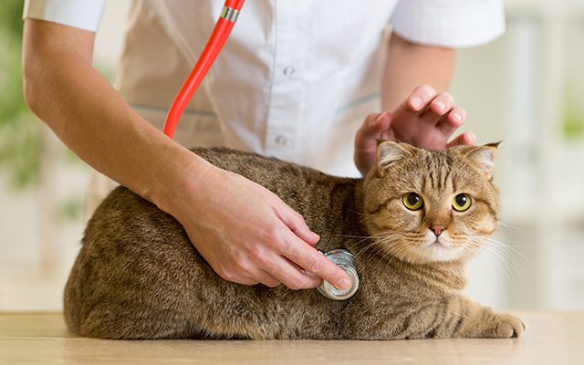 The cat has cancer: everything you need to know about this disease in pets