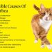 Why cats love valerian: how it affects the nervous system and the dangers of its use