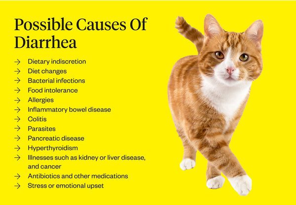 The cat has diarrhea: possible causes and recommendations for treating the cat