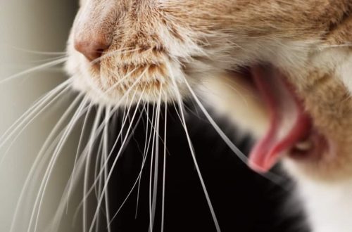 The cat is choking: what to do