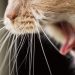 Heartworm in a cat: symptoms and treatment