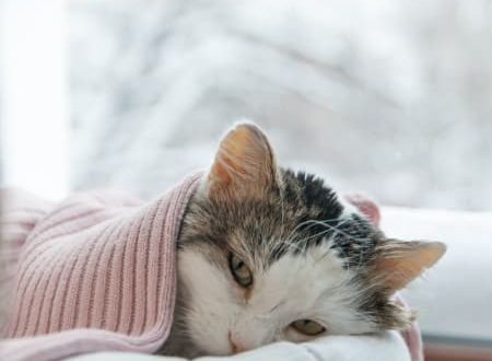 The cat is cold: what to do?