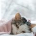 Holidays without problems, or digestive disorders in cats