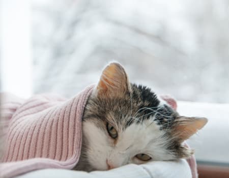 The cat is cold: what to do?