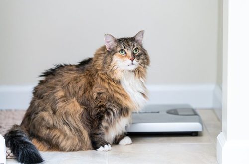 Kass läheb paksuks: miks see juhtub ja mida teha?