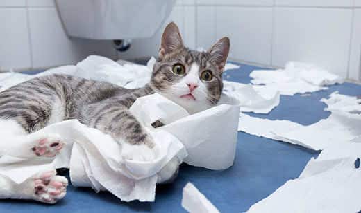 The cat unwinds toilet paper: why does it do it and how to wean it
