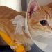IBD or Inflammatory Bowel Disease in Cats: Symptoms and Treatment