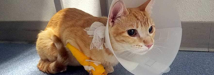The cat was injured: how to care for a cat after surgery or injury