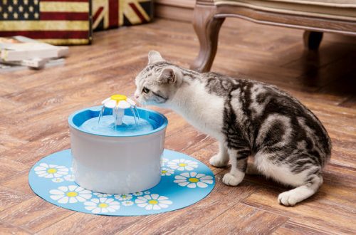 The cat won&#8217;t drink from the bowl!