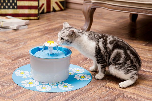 The cat won&#8217;t drink from the bowl!