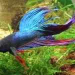 The choice of fish for a small aquarium: types, content and features