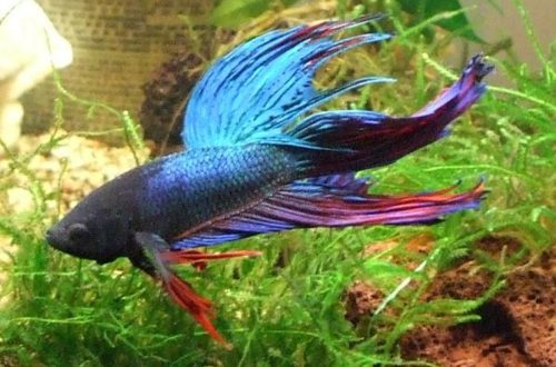 The choice of fish for a small aquarium: types, content and features