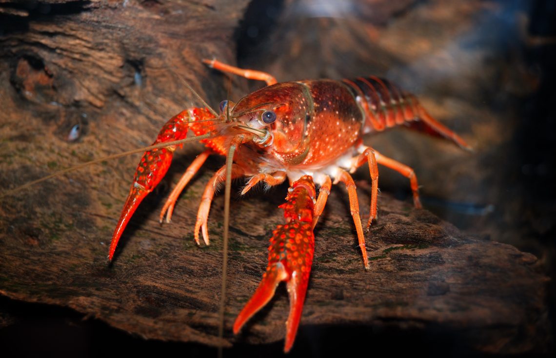 The content of crayfish in an aquarium: its size depending on the number of individuals and how to properly feed them