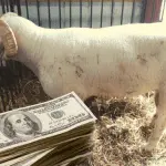 The cost of a live ram in different regions – how much does an animal cost