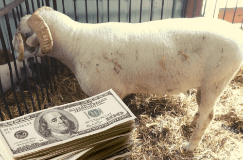 The cost of a live ram in different regions &#8211; how much does an animal cost