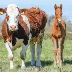 The cow became a foster mother for a foal