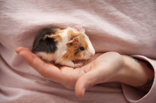 The development of newborn guinea pigs and the rules for caring for them