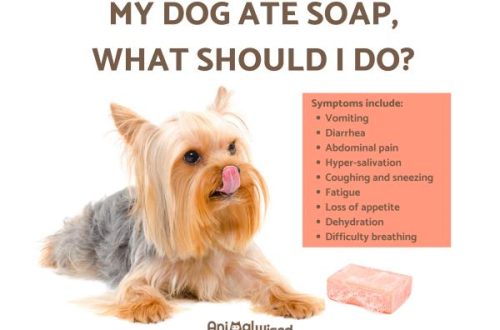 The dog ate a bar of soap: what to do?