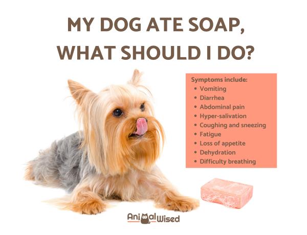 The dog ate a bar of soap: what to do?