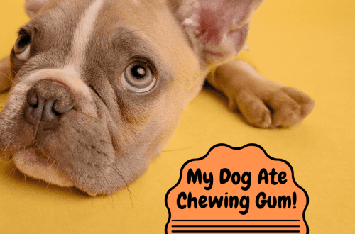 The dog ate the chewing gum. How dangerous is it?