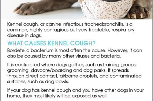 The dog began to cough: 6 possible reasons