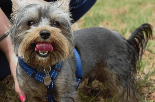 The dog disliked the harness: how to negotiate with it