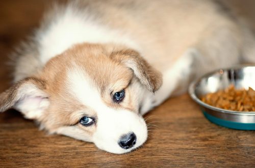 The dog does not eat food: why it happens and what to do about it