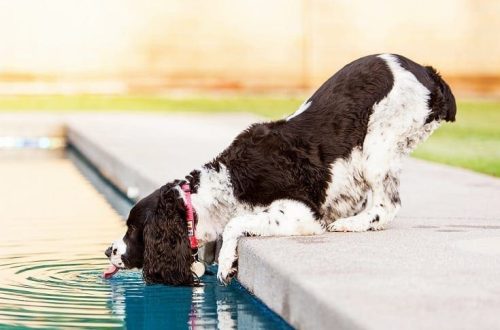 The dog drank water from the pool: what is the danger and should I worry