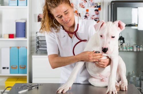 The dog is afraid of the veterinarian: we tell you how to accustom your pet to regular visits