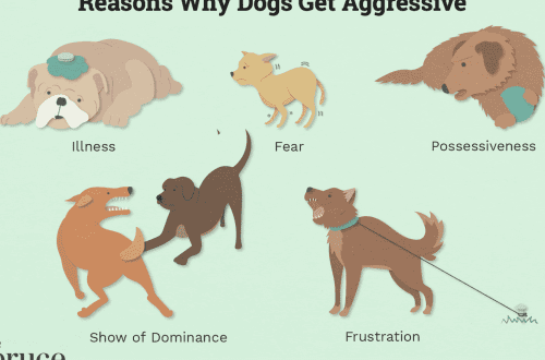 The dog is aggressive towards other dogs: what should the owners do
