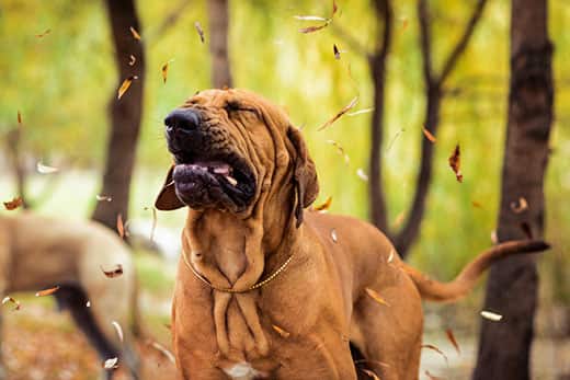 The dog often sneezes: what is the reason