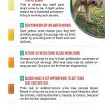 The dog pees with blood: why this happens, the reasons and advice on what to do in this situation