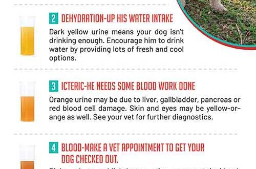 The dog pees with blood: why this happens, the reasons and advice on what to do in this situation