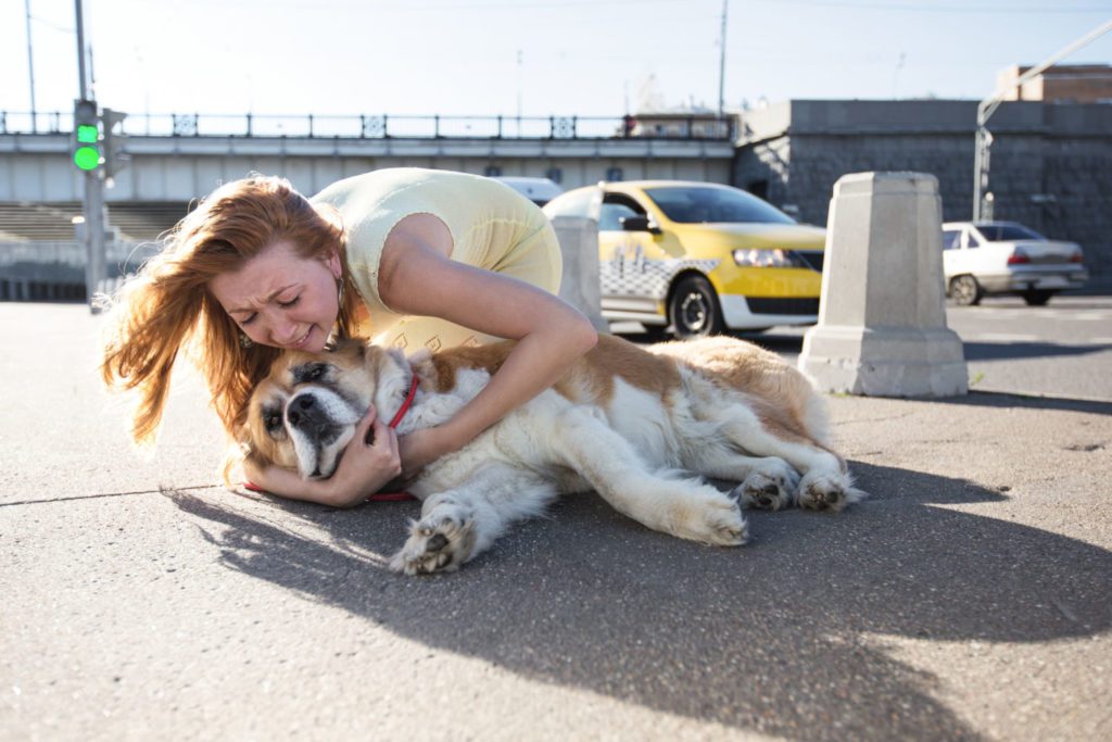 The dog was hit by a car: what can be done?